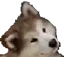 doggy