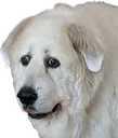 dogcern dogcern