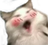 catuwu