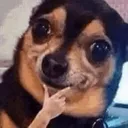 Sussydog Discord Emoji