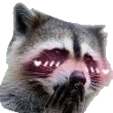 raccoon_blush