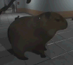 SCP956CapybaraStare