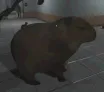 SCP956CapybaraStare