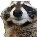 raccoon_sniff