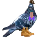 pigeon
