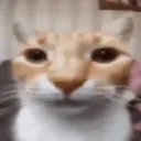 Cate cate Discord Emoji