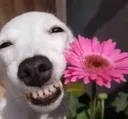 Dogrs