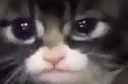sadcatto sadcatto