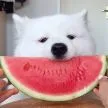 nomnom