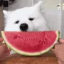 NOMNOMNOMNOM
