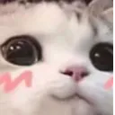 cat_cute