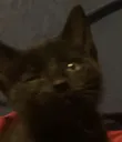 auronwink