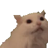 MEOW