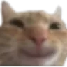 donkeycat