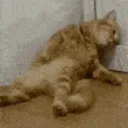 TiredCat