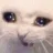 1_cats_cry