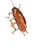 dancing_cockroach