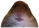 memes_stare_mice