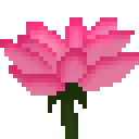 lotusflower