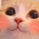 memeBlushyCat