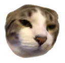 Depressed Cat Discord Emoji