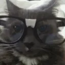 stupid_cat