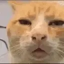 HUH HUH