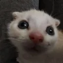 Catastrophe_cat Catastrophe_cat