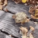 frogballs frogballs