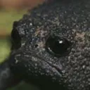 froge