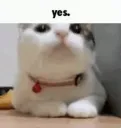Catastrophe_Yes