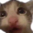 ziggylataWah ziggylataWah