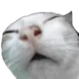 ziggylataOugh