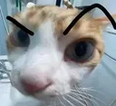 catrock catrock