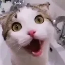 cat_wow