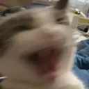 AAAAAAHcat Discord Emoji