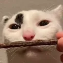 catonfentynal
