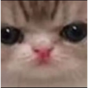 catangy Discord emoji