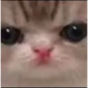 catangy catangy