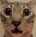 cathuh Discord emoji