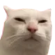 3judingcatremovebgpreview Discord Emoji