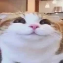 tomfoolerer tomfoolerer