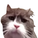 Despair Cat Discord Emoji