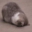 CattoUgh