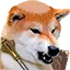 ShibaBald