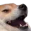 Dogeuni Discord Emoji