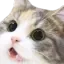 CattoWoah