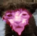 nitrocheese nitrocheese