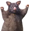 wahoo wahoo