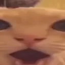 catO